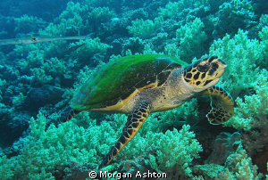 Full frontal. Waiting for Thresher sharks. Found turtle. by Morgan Ashton 